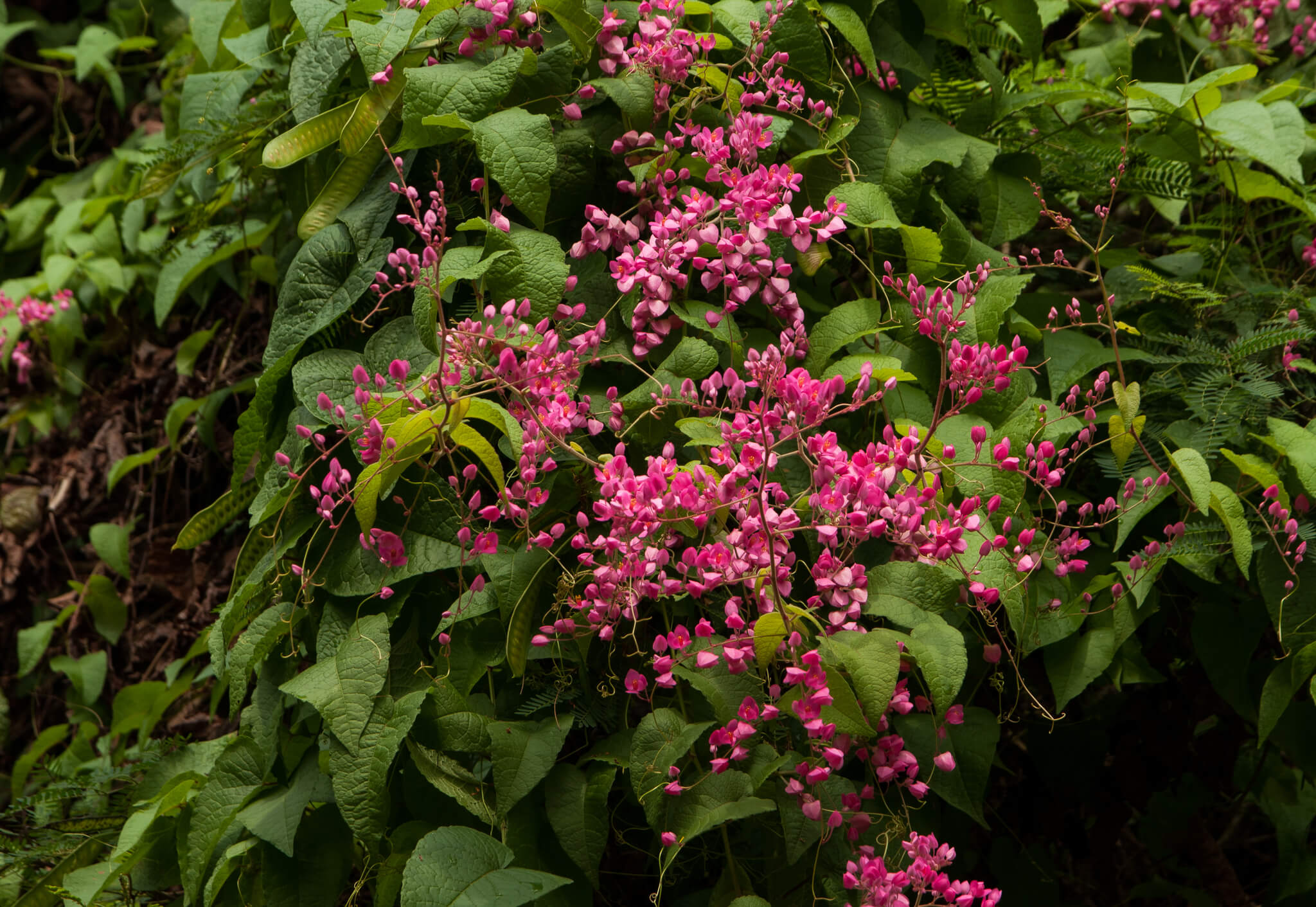 Antigonon leptopus